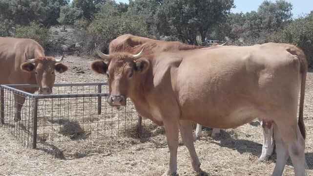 A group of cows watch the camera while feeding on the farm, in slow motion - 271
