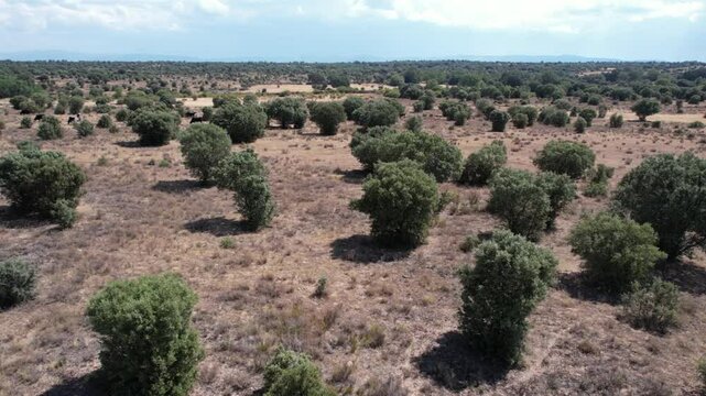 Aerial view from drone of a large cattle farm with cows on the Spanish plateau - 276
