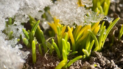 spring in the snow, Young Green Sprouts Emerging from Soil Under Melting Snow in Early Spring, new...