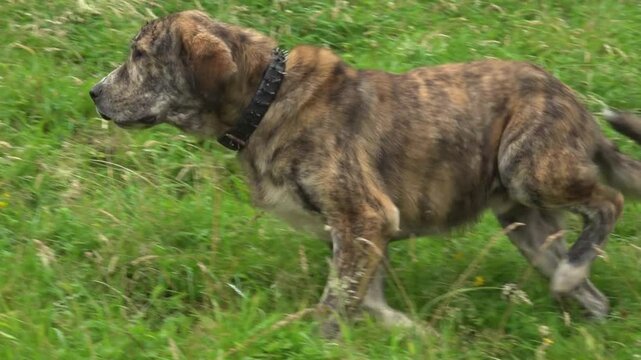 A shepherd dog, Spanish mastiff, herding goats - 286

