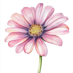 水彩調ガーベラ