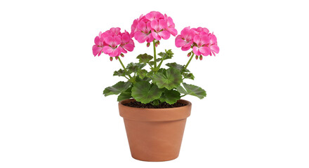 Potted flowers