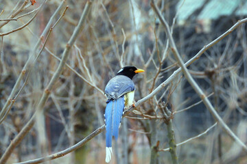 Yellow-Billed Blue Magpie 