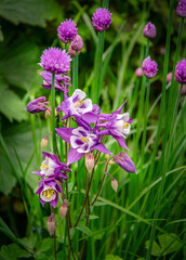 Spring garden flowers columbine and chives, sunlit in the garden.