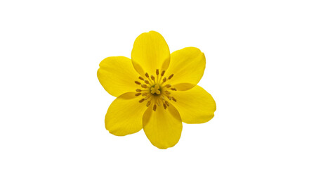 Fototapeta premium Vibrant Yellow Cosmos Flower Closeup 
