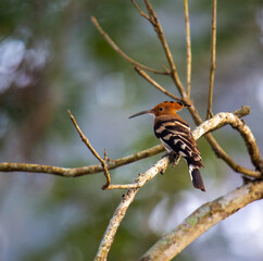 A close up shot of a Eurasian hoopoe bird
