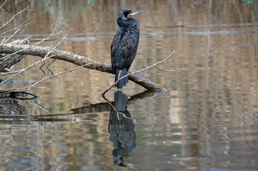 Kormoran am Bruchsee