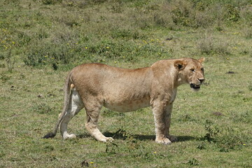 a female lion, a lioness,  is currently lying down and relaxing on the Serengeti savannah, Tanzania