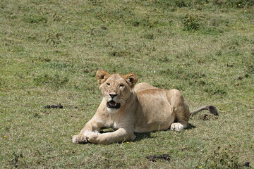 a female lion, a lioness,  is currently lying down and relaxing on the Serengeti savannah, Tanzania
