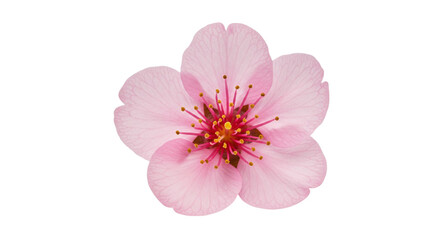 Cherry blossoms with clipping path
