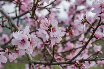 Close-up of pink almond blossoms in the Palatinate