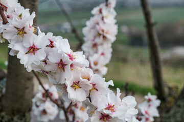 Close-up of pink almond blossoms in the Palatinate