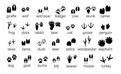 Animals footprints. Wildlife and birds tracks. Different paw prints. Black silhouette imprint icons. Bear and rabbit steps. Fauna trails with inscriptions. Vector zoo footsteps set © VectorBum