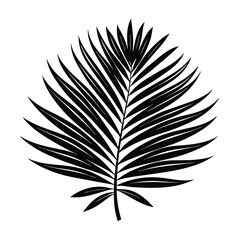 Palm leave isolated on white background.