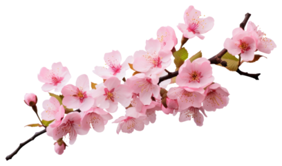 PNG Beautiful pink cherry blossom flowers on a branch floral spring chandelier.