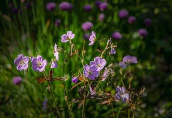 Blooming spring garden geranium, illuminated by the sun in the garden