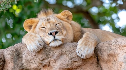 Obraz premium Sleepy lion resting on rock, leafy background, zoo habitat