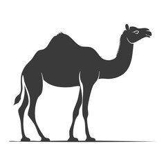 Fototapeta premium Elegant Silhouette of a Camel