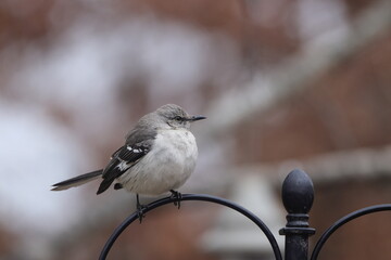 mockingbird perched on iron work against blurry background. 