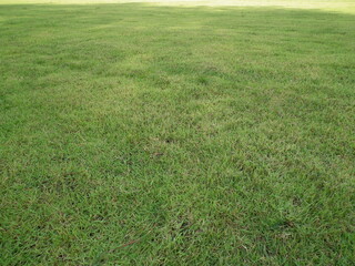 green grass field
