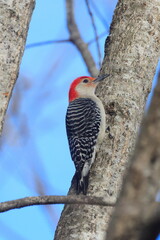 Male red bellied woodpecker perched on tree against blue background. 