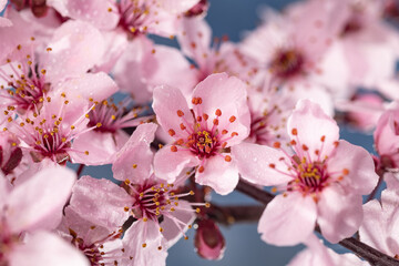 Obraz premium cherry blossom in spring, sakura flowers on blue sky background.