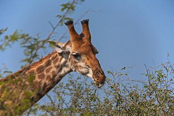 Giraffe Giraffa Cameliopardis Feeding 9408