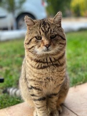 Handsome brown tabby cat on the streets of Türkiye 