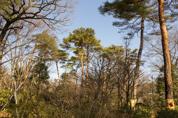 A Forest in Japan near Toyko
