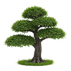 Isolated Bonsai Tree with Green Leaves and Grass on White Background