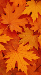 Fototapeta premium Vibrant orange maple leaves scattered on ground in autumn