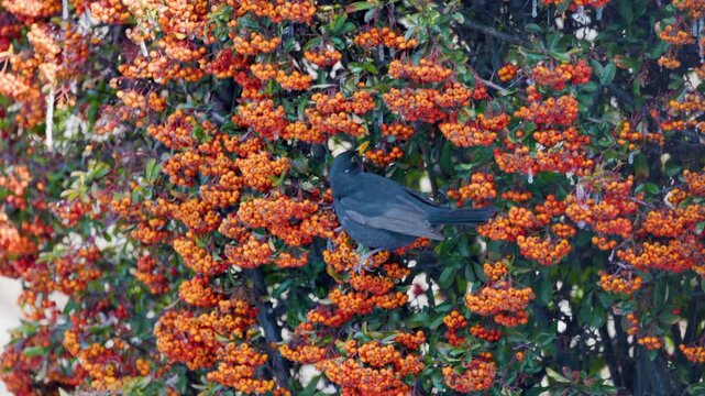 (Turdus merula) looking for fruit to eat in pyracantha orange glow.