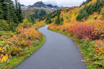 Fototapeta premium A paved path is surrounded by lush, vibrant fall foliage with the Tatoosh mountain range in the background at Mt Rainier National Park in Washington state