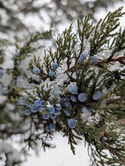 Closeup on juniper berries covered in snow and ice in Tribeca, Downtown Manhattan - February 2025