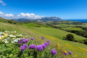 Fototapeta premium A vibrant meadow filled with colorful wildflowers and lush green grass, perfect for nature lovers and landscape enthusiasts