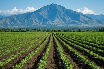 A vast field of crops stretches under a clear sky, bordered by majestic mountains, showcasing the harmony between agriculture and nature's beauty.