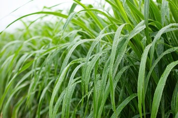 Obraz premium A close-up view of lush, tall grass adorned with glistening water droplets, showcasing nature's beauty and freshness in a vibrant green field.
