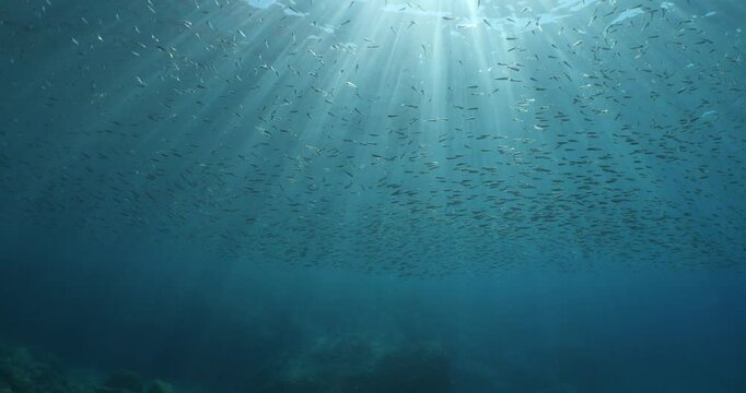 silverside atherina scenery underwater school of fish with sun beams and rays