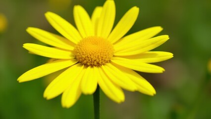 A close-up of a vibrant yellow daisy with a detailed view of its petals and center.