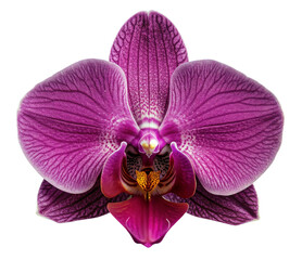 PNG Flower on transparent background