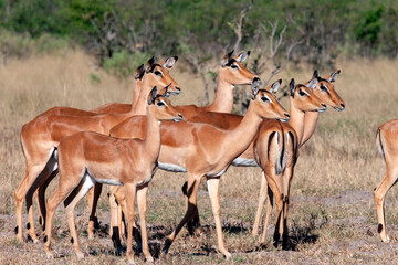 Group of female Impala - Botswana - Africa