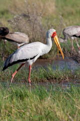 Yellow-billed Stork - Botswana - Africa