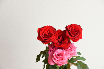 赤とピンクのばら