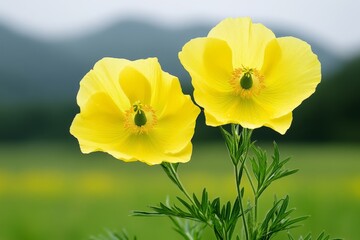 Obraz premium Beautifully colored flowers yellow very beautiful Creative banner Copyspace image