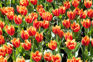 Fototapeta premium Beautiful blooming tulips in the park.