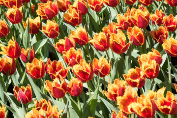 Beautiful blooming tulips in the park.