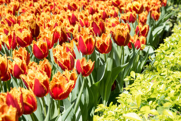 Obraz premium Beautiful blooming tulips in the park.