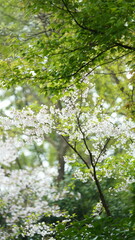 The beautiful flowers blooming in the garden in spring
