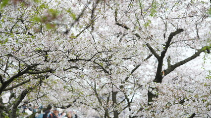 Fototapeta premium The beautiful flowers blooming in the garden in spring 