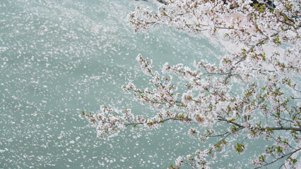 The beautiful flowers blooming in the garden in spring
